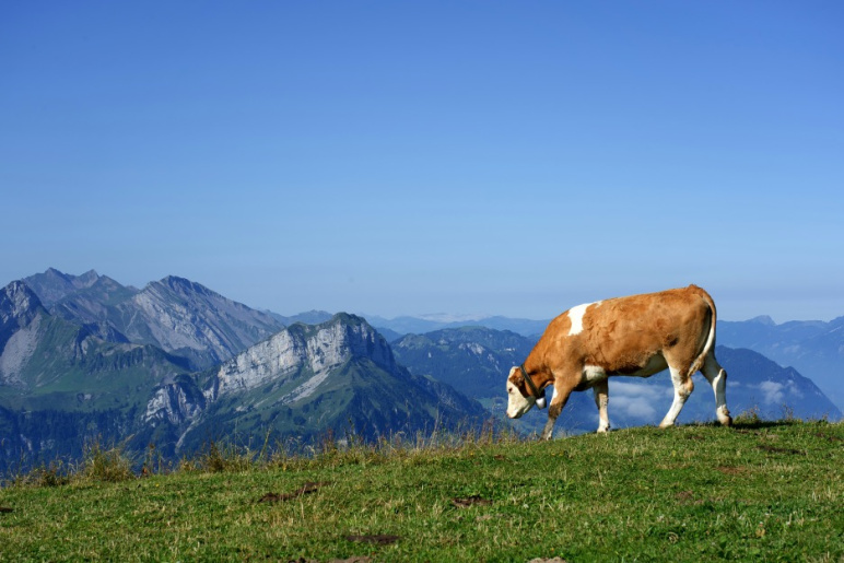  A cow grazing on a lush mountain pasture with distant peaks under a clear blue sky.