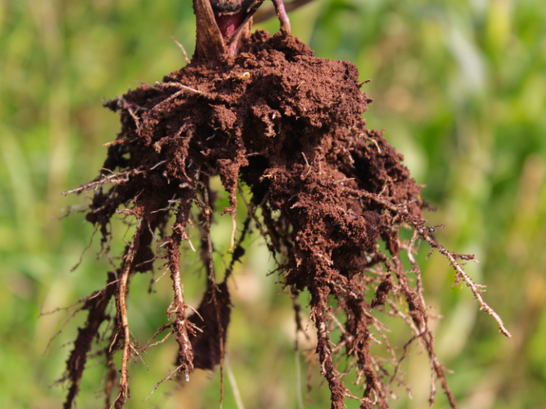 Corn roots pulled out of the soil covered in dirt with green corn crops growing in the background