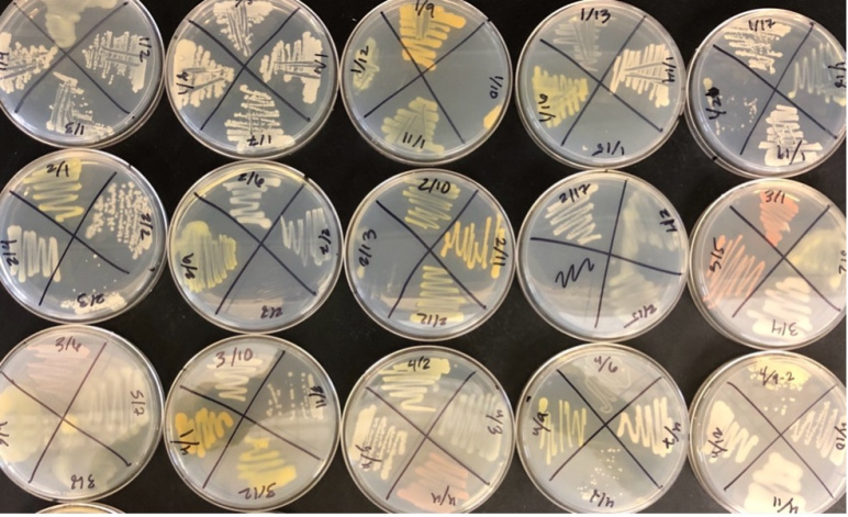 Soil samples in petri dishes photographed from above