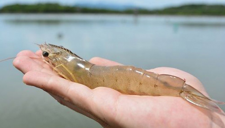 A human hand holding a large Ecuadorian shrimp