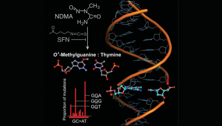 A diagram showing the Nrf2 chemo-protective DNA pathway
