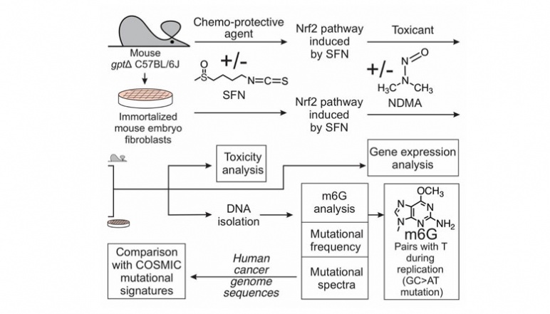 A diagram outlining the overall work plan for the project