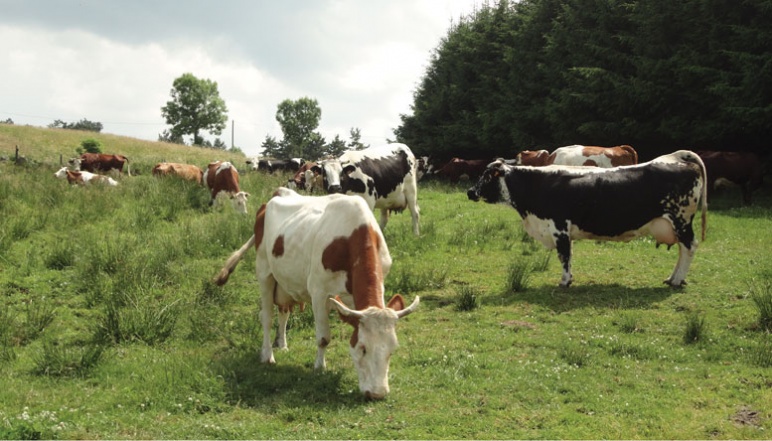 Cows grazing in a field