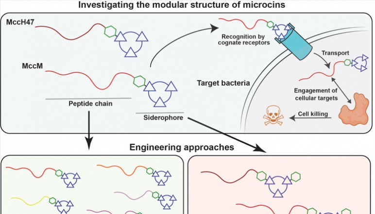 A diagram showing the antimicrobial pathway that will be used to address the problem
