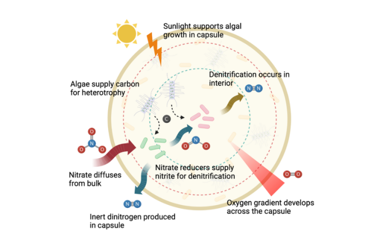 A biogeochemical process inside a spherical capsule, with pathways for nitrogen transformation and an oxygen gradient influenced by sunlight and algae.