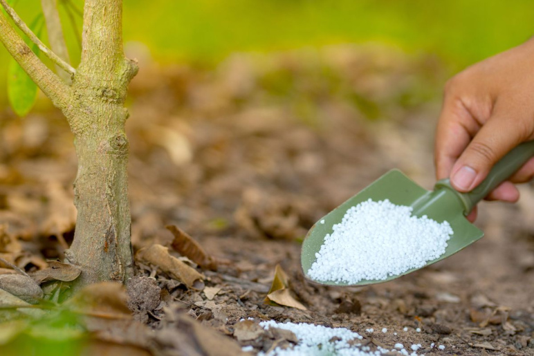 Farmer giving fertilizer to a plant