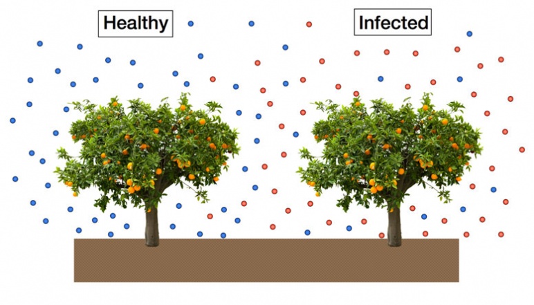 Figure showing a healthy citrus tree surround by blue circles and an unhealthy citrus tree surrounded by red circle