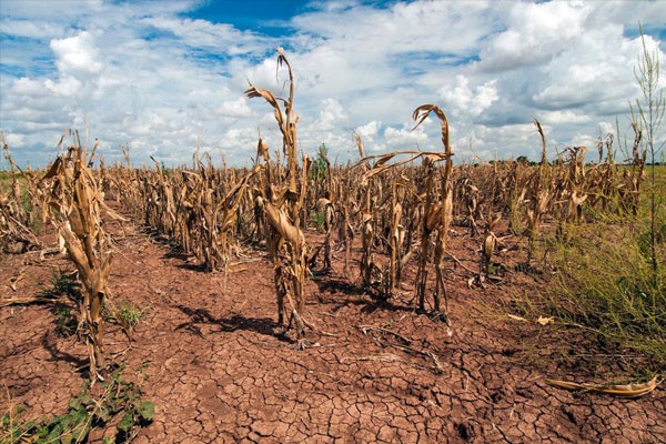 dry corn in field