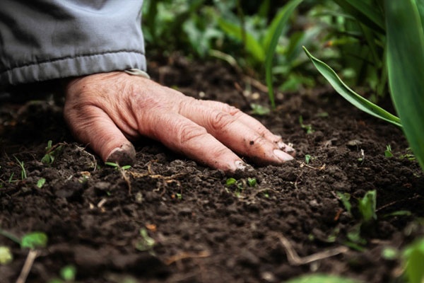 A wrinkled hand presses into dark rich soil as lush green plants are beginning to sprout