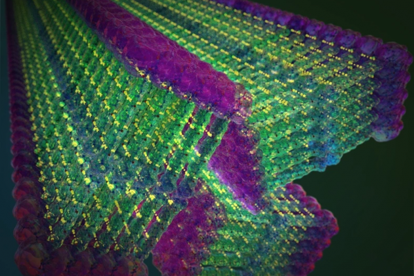 Image depicting the hydrophobic (blue) and hydrophilic (purple) sections of the newly developed molecules.
