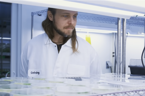 Robert Wilson in a lab coat examines Petri dishes under a bright light in a laboratory setting.