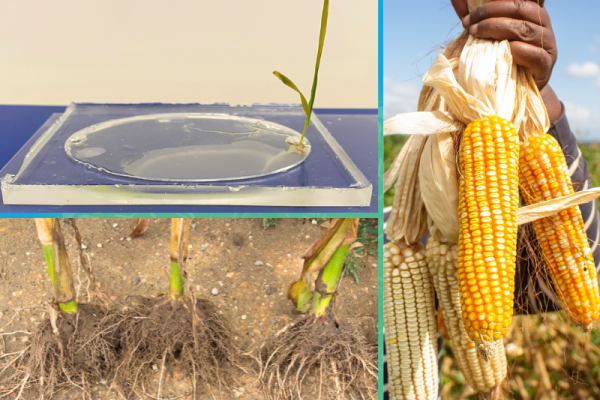 Three picture collage with a small plant growing in a petri dish, the roots of three corn crops, and a hand holding up ears of corn in a field