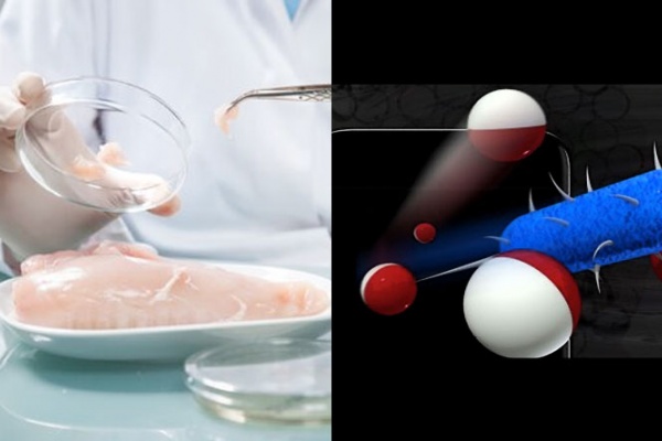 Food safety and phone sensor schematic