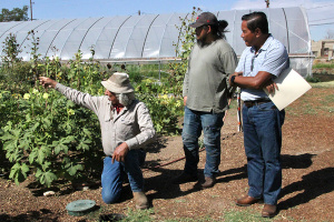 Photograph of three men standing in a field. The man on the right is kneeled down pointing over to his right; the other two men are listening and looking where he’s pointing. Crops are visible as well as a polycarbonate greenhouse in the background.