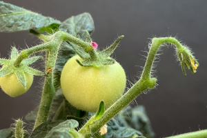 A green plant with small, white needles emerging
