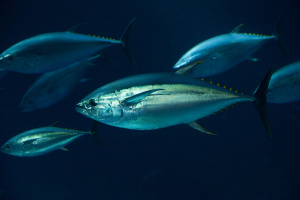 Approximately six tuna swimming underwater