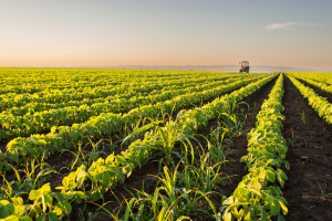 A large agricultural plot with green plants growing in various rows. 