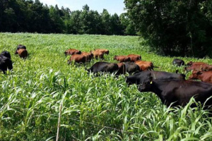 Large black and brown cows grazing in a green field