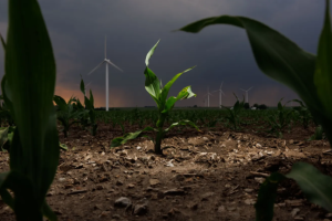 A small green plant growing out of the ground in an agricultural plot in front of a large wind turbine