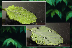 Two images of green leaves with different sized water droplets on them