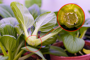 A piece of bok choy with microneedles in the stalk