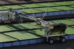 A large machine towering over multiple plots of green aquatic plants