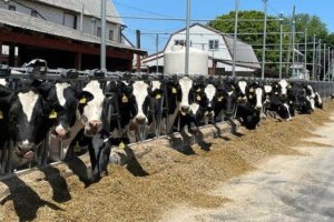 Numerous cows lined up in a pen