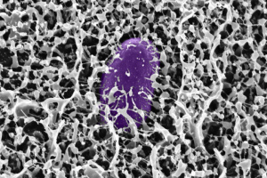 Salmonella (shown in purple) being covered in mucin