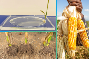 Three picture collage with a small plant growing in a petri dish, the roots of three corn crops, and a hand holding up ears of corn in a field