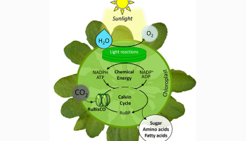 schematic that describes RuBisCO with a green circle on top of a leafy plant