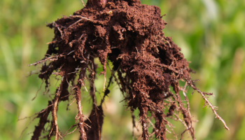 Corn roots pulled out of the soil covered in dirt with green corn crops growing in the background