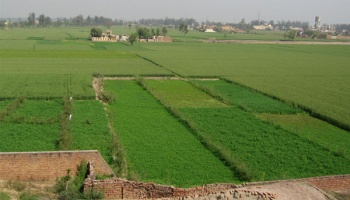 View of a lush green agriculture fields in Punjab, India