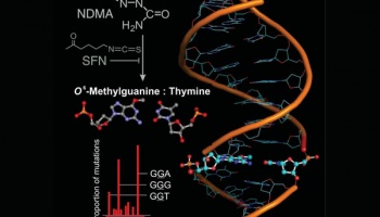 A diagram showing the Nrf2 chemo-protective DNA pathway
