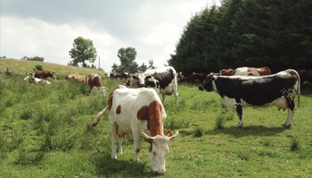 Cows grazing in a field