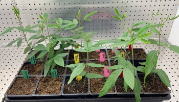 Green seedlings grow in a black tray inside