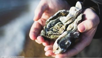 White hands holding oyster shells