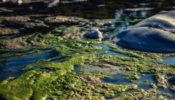 water source filled with harmful algae and rocks