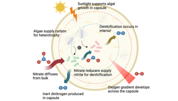 A biogeochemical process inside a spherical capsule, with pathways for nitrogen transformation and an oxygen gradient influenced by sunlight and algae.