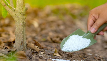 Farmer giving fertilizer to a plant