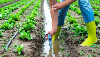 An individual wearing work boots testing water in an agricultural plot