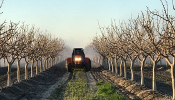 Tractor spraying almond tree with pesticides