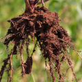 Maize roots covered in dirt, held up in the air with green corn growing in the background