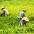 Farmers in a field