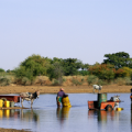 Donkey pulling farming equipment in river