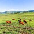 Cows grazing in a green grassy meadow under blue skies